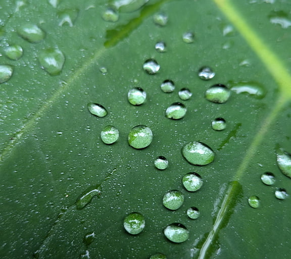 Abstract image of macro water droplets, representing photographic detail capabilities.